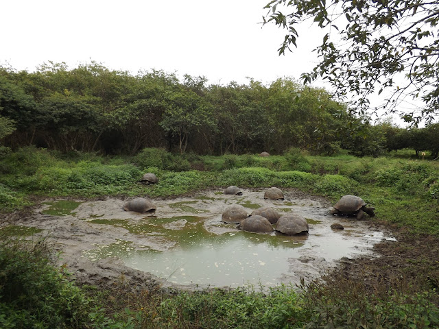 Reserva de tortugas en Isla Santa Cruz, Islas Galápagos