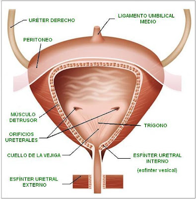 vejiga urinaria