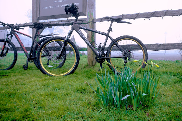 botley and daffodils