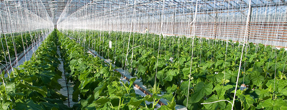 Overcoming Weather Limitations with Greenhouse Farming