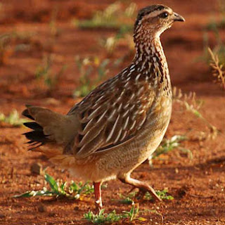 francolin capirotado Dendroperdix sephanea