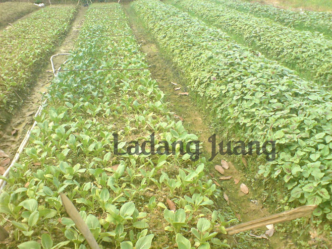 Kebun