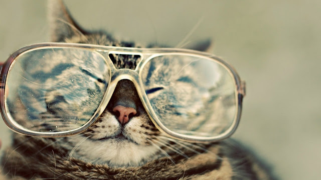 قط مضحك يلبس نظارة