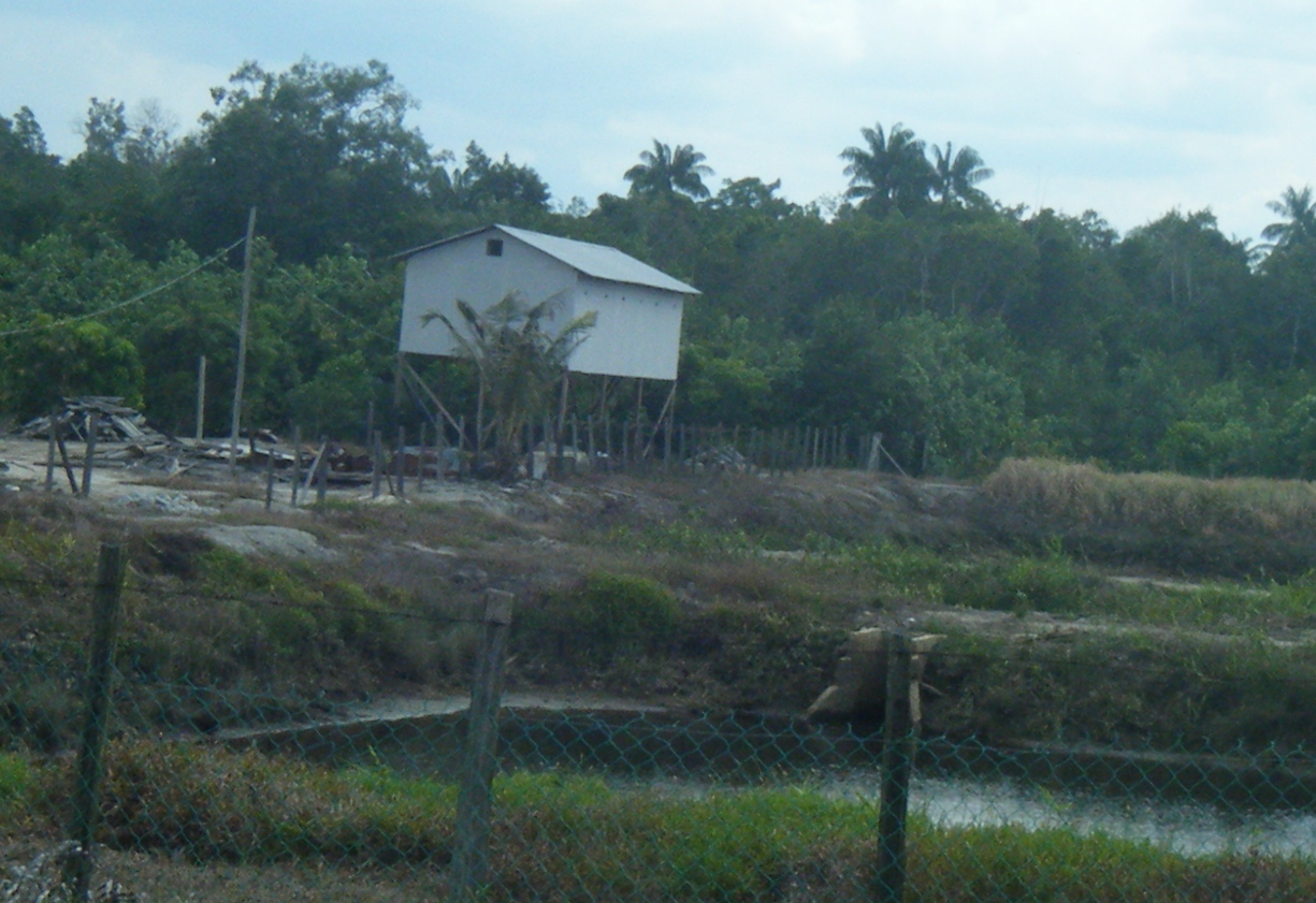 pengalaman saya Pembinaan rumah dan penternakan burung 