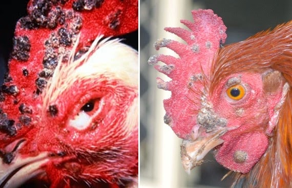 PENYAKIT CACAR AYAM  Fowl Pox Ilmu Ternak