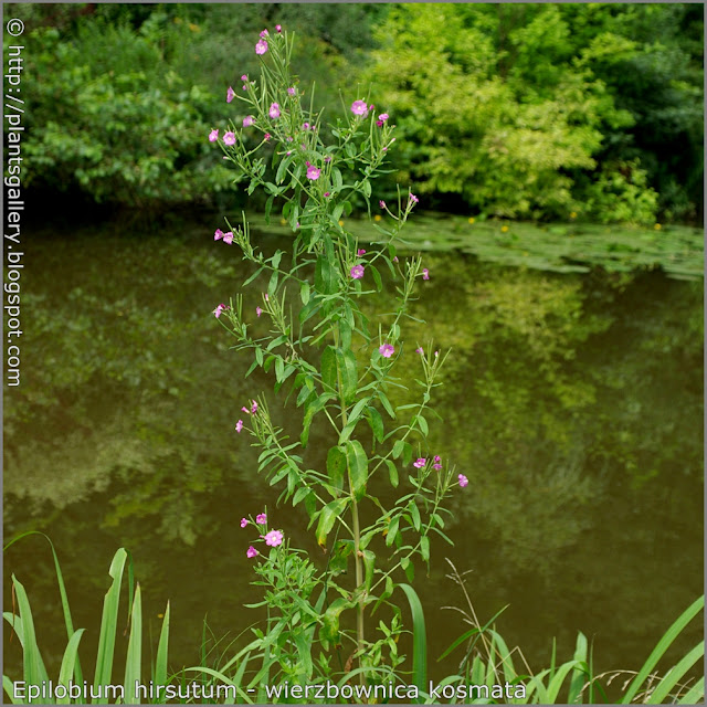 Epilobium hirsutum habit - Wierzbownica kosmata pokrój