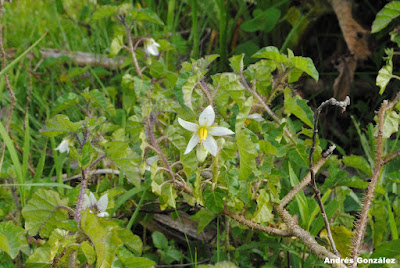 flora de ibera