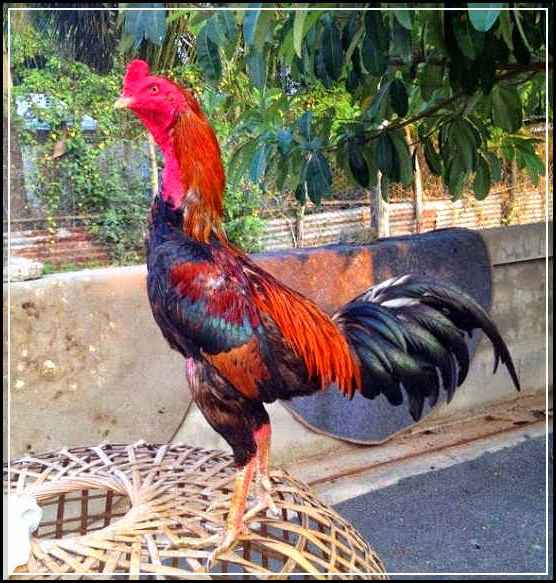 Mengenali Ayam  bangkok  birma Sebagai Ayam  Laga Paling Tangguh