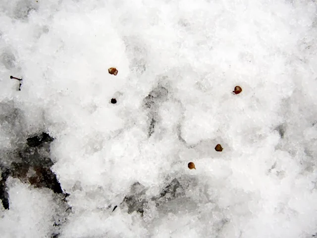 雪の上のケヤキの実