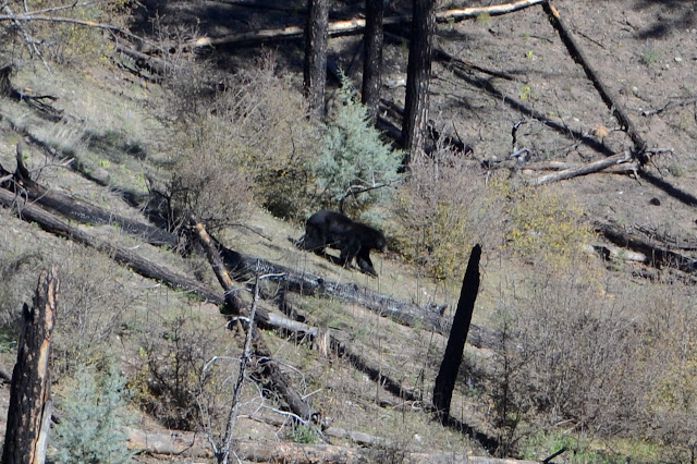 black bear of black fur heading down the burn