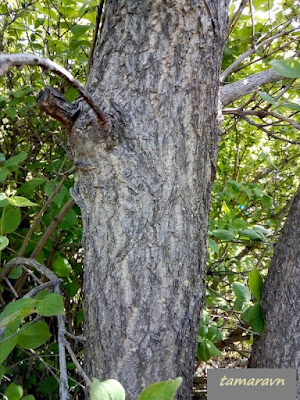 Конский каштан голый / Конский каштан гладкий (Aesculus glabra)