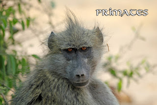 https://www.marcoanson.com/p/primates-africa.html