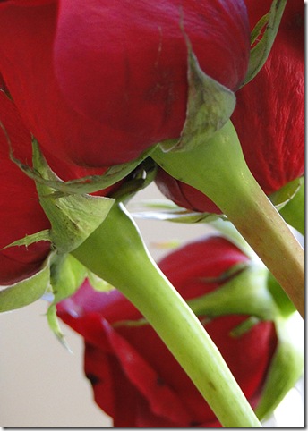 DSC00488
