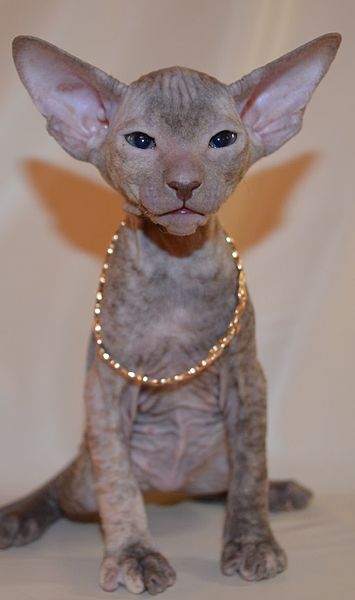 The Peterbald