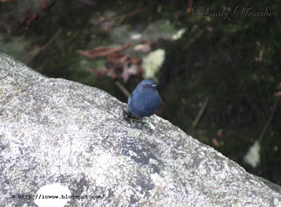 Plumbeous water redstart - Phoenicurus fuliginosus