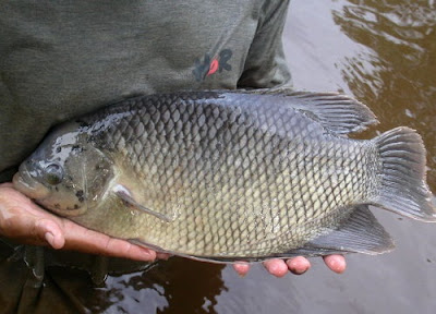 "Penyakit Yang Sering Menyerang Ikan Gurame Dan Cara mengatasinya"