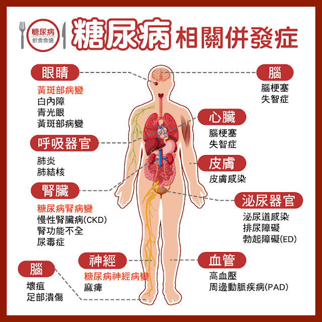 身體構造示意圖了解糖尿病併發症位置