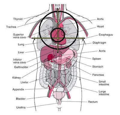 human brain diagram. human brain diagram. organs of