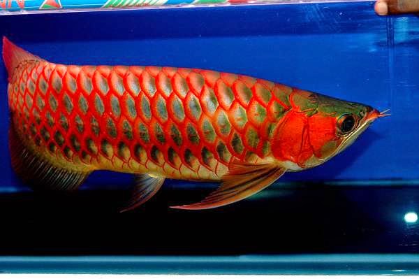 Untung 90 Dari Budidaya Ikan Arwana Super Red Peluang 