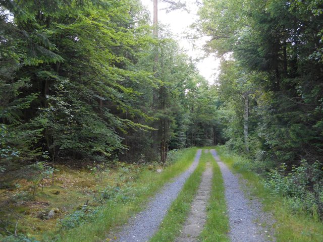 Mountainbike in bosco