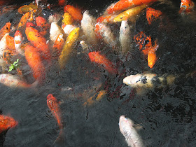 Caring For Your Koi Fish Carp