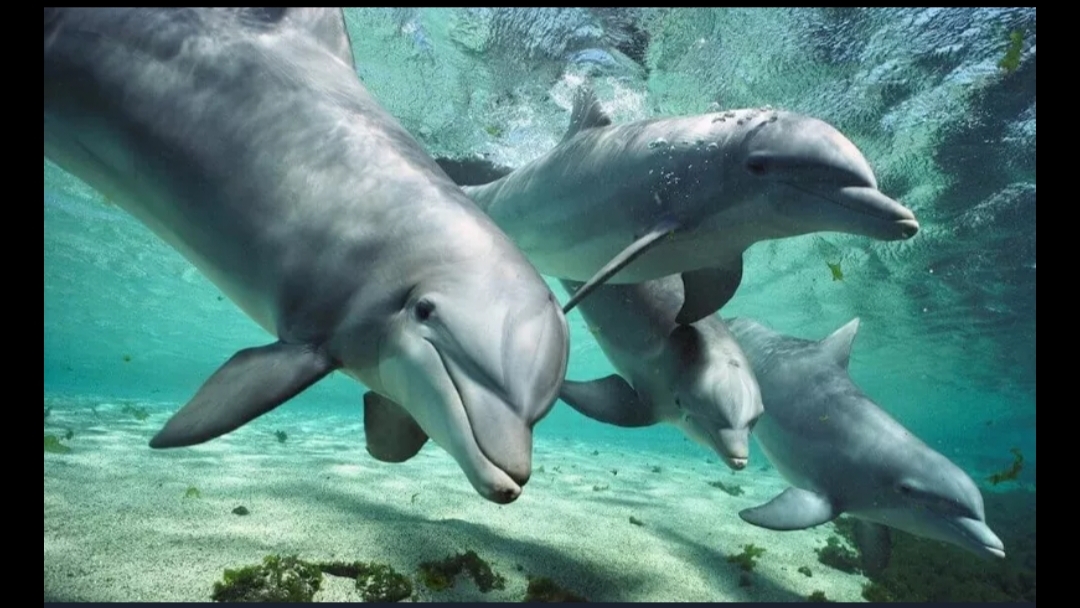 Dolphins Have "Names"