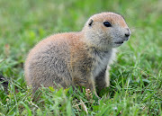 First was a site where the Blacktailed Prairie Dogs were incredibly tame. (web prairie dog baby)