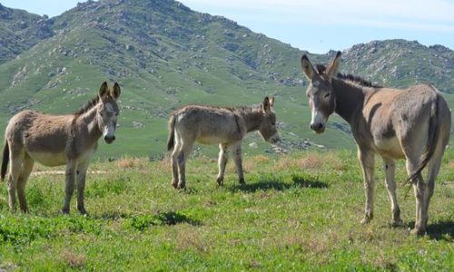 Η Διεύθυνση Κτηνιατρικής Περιφέρειας Ηπείρου, σε εφαρμογή της σχετικής νομοθεσίας ενημερώνει τους κατόχους ιπποειδών της Περιφέρειας Ηπείρου ότι από 21/10/2022 ξεκινά η υποχρεωτική καταχώρηση όλων των ιπποειδών στη Βάση Δεδομένων της Κτηνιατρικής Υπηρεσίας.