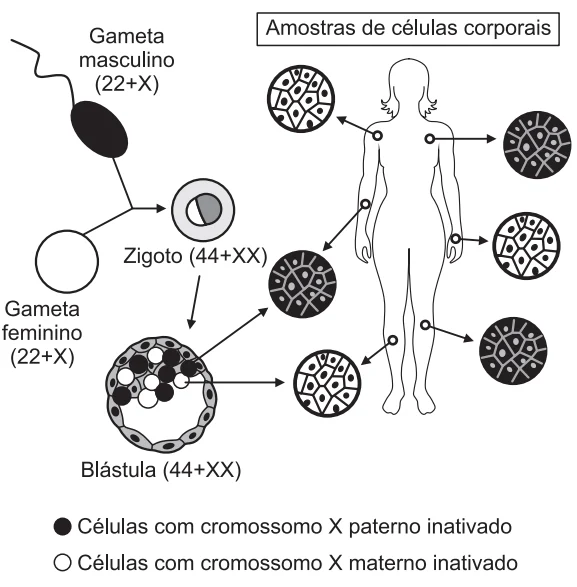 Células