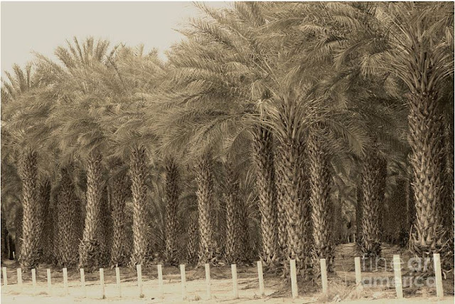 Date Palms Near Mecca California In Sepia Tones