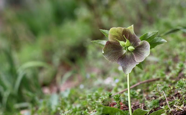 Lenten Rose Flowers