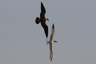 2nd summer Long-tailed Skua and Sandwich Tern