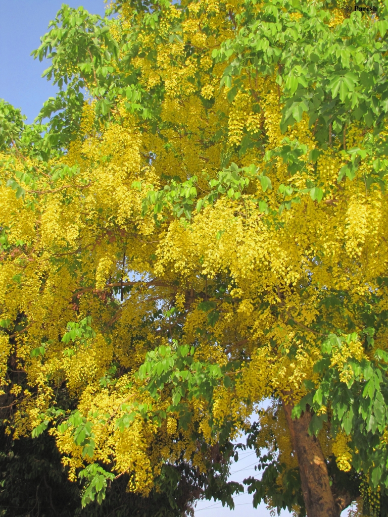 Gifting Trees...: The Golden Shower