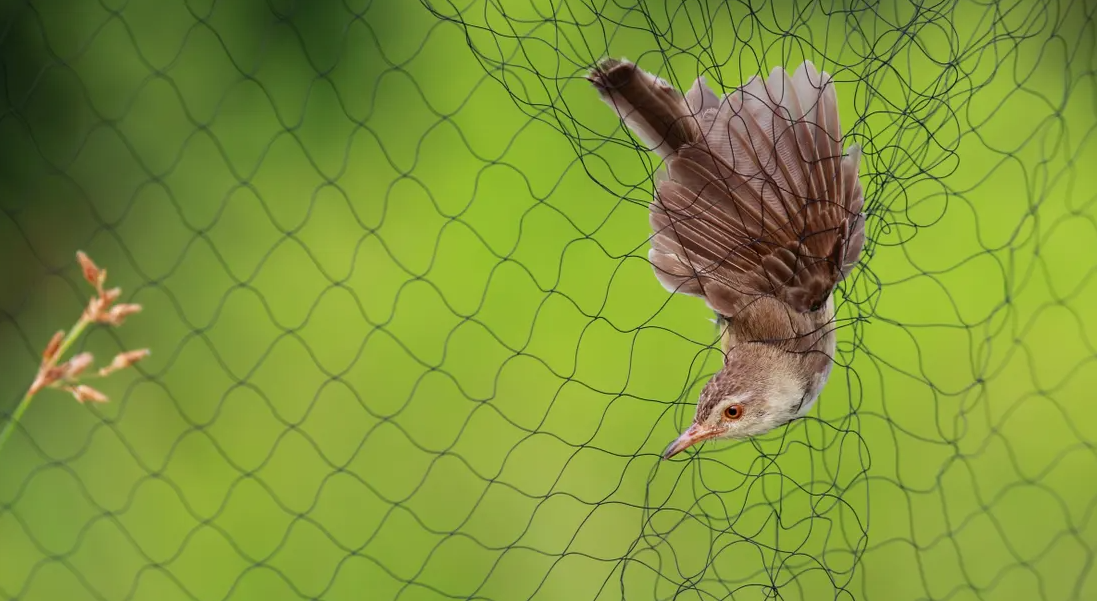 fishing net for bird