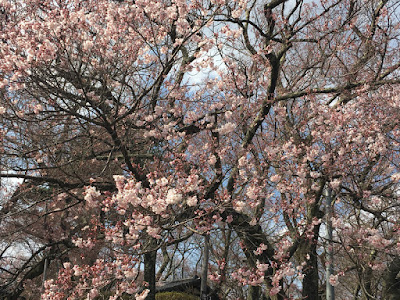 高遠城址公園 南ゲートの桜