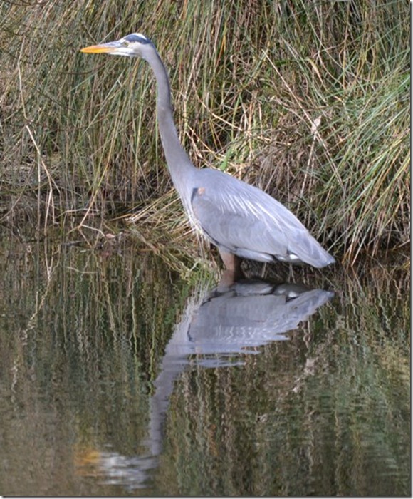 blue heron planters row