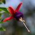 Fuchsia flowers.