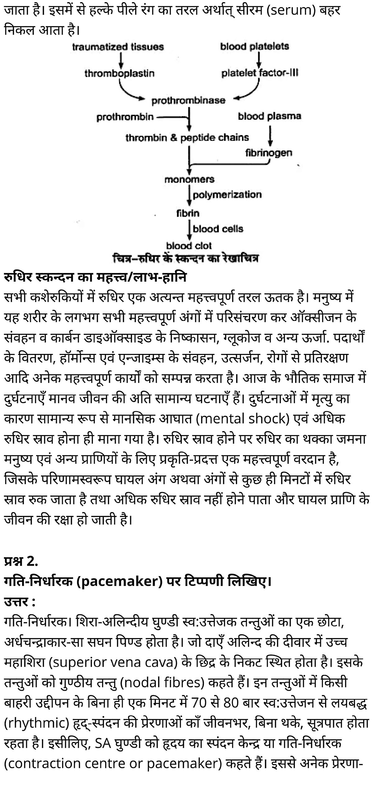 कक्षा 11 जीव विज्ञान अध्याय 18 के नोट्स हिंदी में एनसीईआरटी समाधान,   class 11 Biology Chapter 18,  class 11 Biology Chapter 18 ncert solutions in hindi,  class 11 Biology Chapter 18 notes in hindi,  class 11 Biology Chapter 18 question answer,  class 11 Biology Chapter 18 notes,  11   class Biology Chapter 18 in hindi,  class 11 Biology Chapter 18 in hindi,  class 11 Biology Chapter 18 important questions in hindi,  class 11 Biology notes in hindi,  class 11 Biology Chapter 18 test,  class 11 BiologyChapter 18 pdf,  class 11 Biology Chapter 18 notes pdf,  class 11 Biology Chapter 18 exercise solutions,  class 11 Biology Chapter 18, class 11 Biology Chapter 18 notes study rankers,  class 11 Biology Chapter 18 notes,  class 11 Biology notes,   Biology  class 11  notes pdf,  Biology class 11  notes 2021 ncert,  Biology class 11 pdf,  Biology  book,  Biology quiz class 11  ,   11  th Biology    book up board,  up board 11  th Biology notes,  कक्षा 11 जीव विज्ञान अध्याय 18, कक्षा 11 जीव विज्ञान का अध्याय 18 ncert solution in hindi, कक्षा 11 जीव विज्ञान  के अध्याय 18 के नोट्स हिंदी में, कक्षा 11 का जीव विज्ञान अध्याय 18 का प्रश्न उत्तर, कक्षा 11 जीव विज्ञान अध्याय 18 के नोट्स, 11 कक्षा जीव विज्ञान अध्याय 18 हिंदी में,कक्षा 11 जीव विज्ञान  अध्याय 18 हिंदी में, कक्षा 11 जीव विज्ञान  अध्याय 18 महत्वपूर्ण प्रश्न हिंदी में,कक्षा 11 के जीव विज्ञानके नोट्स हिंदी में,जीव विज्ञान  कक्षा 11 नोट्स pdf,