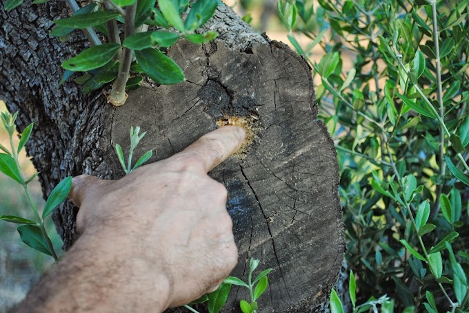 Xylella: una commissione indipendente per salvare gli ulivi pugliesi e fugare ogni dubbio da speculazioni