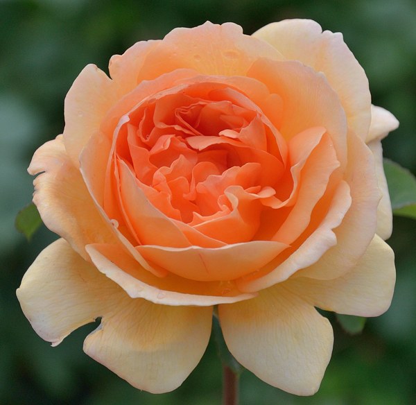 Dame Judi Dench сорт розы фото