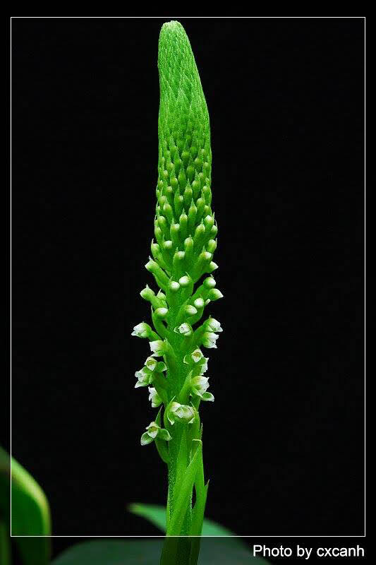 Goodyera procera