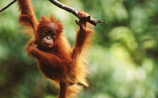 taman nasional gunung leuser