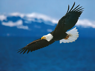 eagle