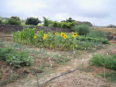 Fertilizar huerto el huerto es facil