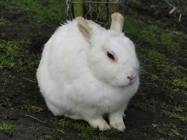 bunny, spring, grass