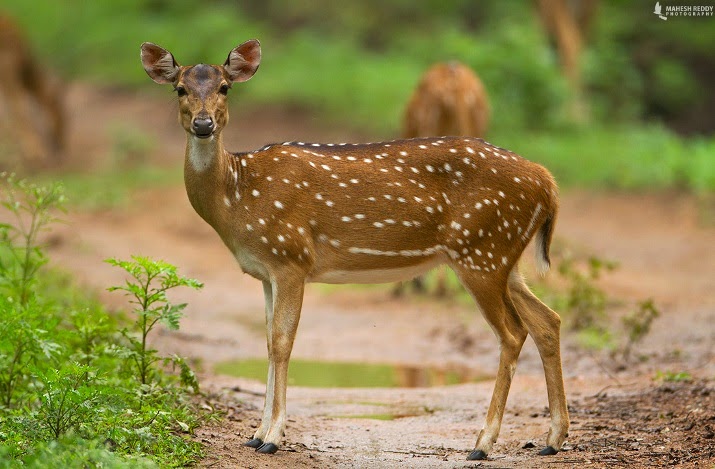 Spotted Deer Jinka Telangana State Animal