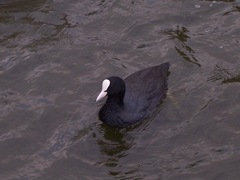 Coot -facing forward