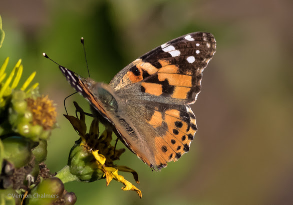 Butterfly Woodbridge Island : Canon EOS 7D Mark II / 400mm Lens