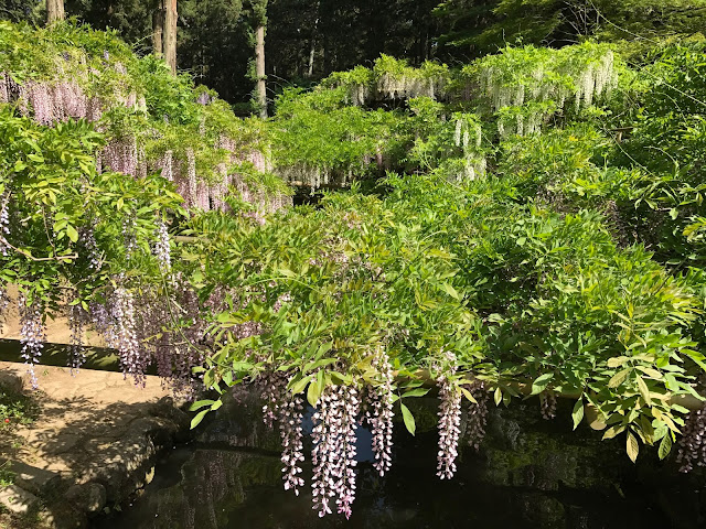 萬葉植物園, 紫藤花