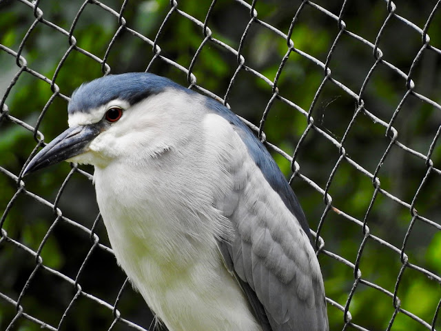 Black-Crowned Night Heron